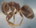 Lasius lasioides