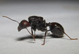 Messor barbarus