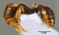 Tetramorium forte