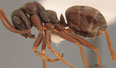 Formica fusca
