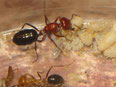 Cataglyphis rosenhaueri