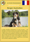 fiche chien identite race berger australien origine comportement caractere poil sante