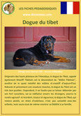 fiche chien race dogue du tibet origine caractere comportement poil sante couleur