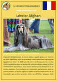 fiche chien pdf levrier afghan comportement origine caractere poil sante