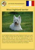 fiche chien pdf westie west highland terrier comportement origine caractere soin poil