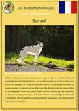 fiche chien identite race barzoi levrier russe origine comportement caractere poil sante