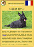 iche chien pdf scottish terrier comportement origine caractere soin poil