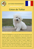 fiche chien pdf coton de tulear comportement origine caractere poil sante