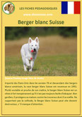 fiche chien identite race berger blanc suisse origine comportement caractere poil sante