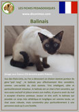 fiche chat pdf race balinais comportement caractere origines poil sante couleu