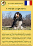 fiche chien race cavalier king charles origine caractere comportement poil sante couleur