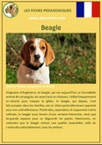 fiche chien identite race beagle origine comportement caractere poil sante