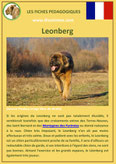 fiche chien race leonberg origine caractere comportement poil sante couleur