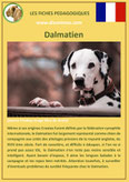 fiche chien identite race dalmatien origine comportement caractere poil sante