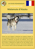 fiche chien race malamute d'alaska origine caractere comportement poil sante couleur