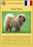 fiche chien race chow chow origine caractere comportement poil sante couleur