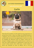 fiche chien pdf carlin comportement origine caractere poil sante