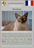 fiche chat pdf race burmese comportement caractere origines poil sante couleu