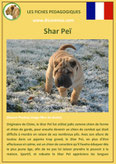 fiche chien pdf shar pei comportement origine caractere soin poil