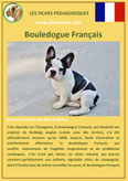 fiche chien identite race bouledogue français origine comportement caractere poil sante