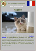 fiche chat race ragdoll comportement origine caractere poil sante