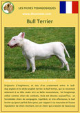 fiche chien race bull terrier origine caractere comportement poil sante couleur