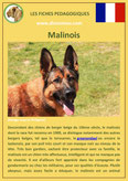 fiche chien pdf berger belge malinois comportement origine caractere poil sante