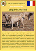 fiche chien identite race berger anatolie origine comportement caractere poil sante