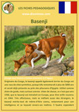 fiche chien race basenji origine caractere comportement poil sante couleur