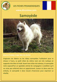 fiche chien pdf samoyede origine caractere comportement poil sante