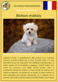 fiche chien identite race bichon maltais origine comportement caractere poil sante