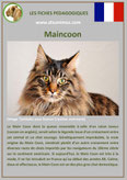 fiche chat race maincoon comportement origine caractere poil sante