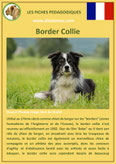 fiche chien identite race border collie origine comportement caractere poil sante