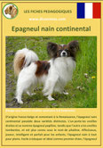 fiche chien race epagneul nain papillon phalene origine caractere comportement poil sante couleur