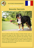 fiche chien identite race bouvier bernois origine comportement caractere poil sante