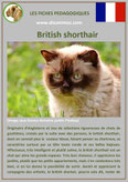 fiche chat pdf race british sorthair comportement caractere origines poil sante couleu