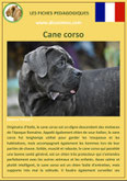 iche chien pdf cane corso comportement origine caractere soin poil