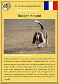 fiche chien identite race basset hound origine comportement caractere poil sante