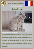 fiche chat race selkirk rex comportement origine caractere poil sante