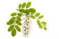 Acacia