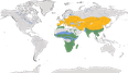 Karte zur Verbreitung der Familie der Wiedehopfe (Upupidae)