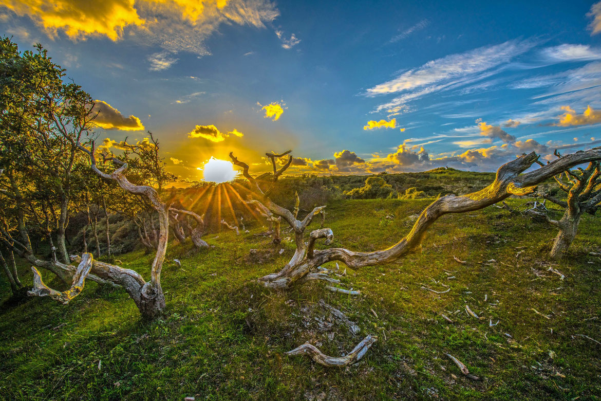 Oostkapelle Dünen # Zeeland # Holland # Roland Valter # Naturfotografie