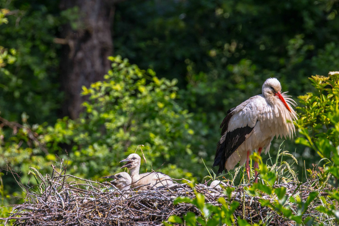 Meister Adebar # Storchennest# Nachwuchs# Roland Valter # Naturfotografie #