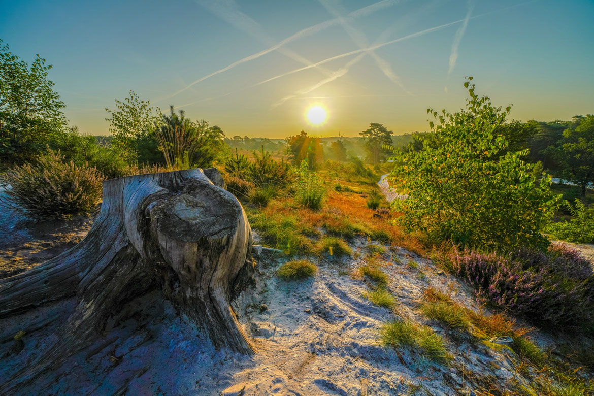  Brunssummerheide # Erika # Sonnenaufgang # Roland Valter # Naturfotgrafie