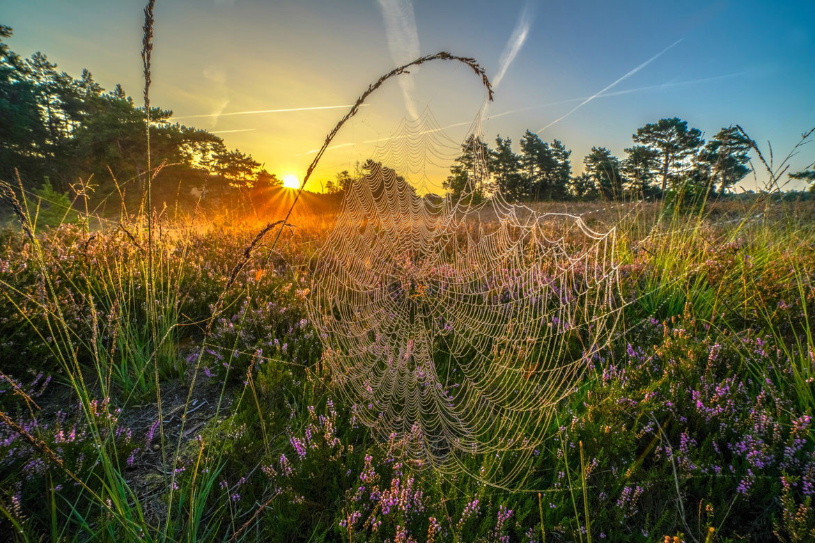  Brunssummerheide # Erika # Sonnenaufgang # Roland Valter