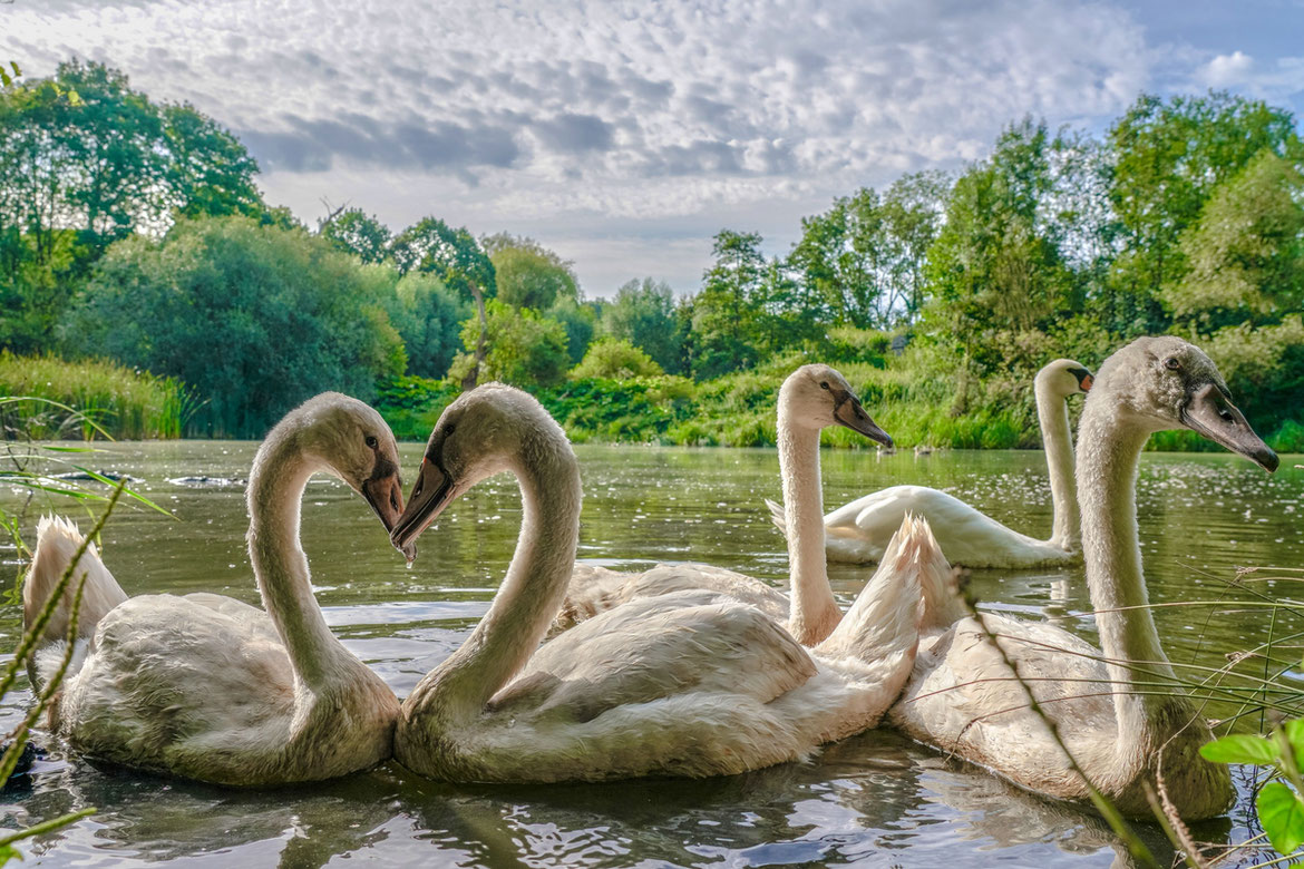 Schwanenfamilie # Kerkrade # Kranenweiher # Roland Valter # Naturfotografie