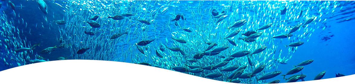 魚の大群