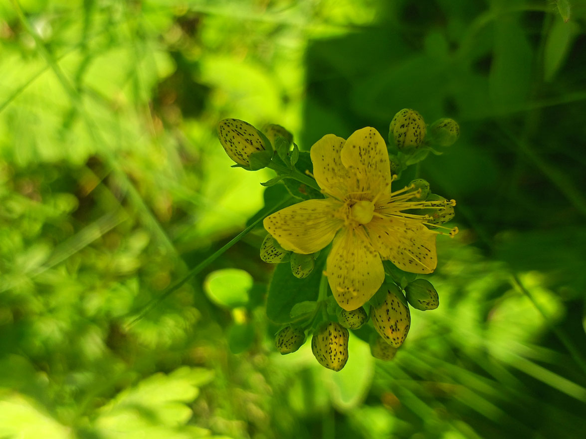 Körperarbeit & Aromapraxis Petra Heim