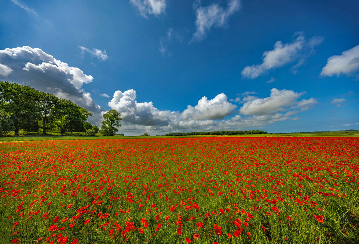 Picardie # Somme Bucht # Mohnfelder # Roland Valter # Naturfotografie # 