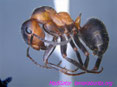 Formica pratensis